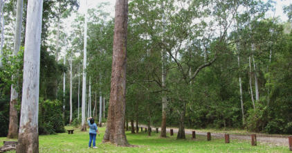 Fiona always head up or down & bum up everywhere - finds a Goanna 30ft up the tree ....