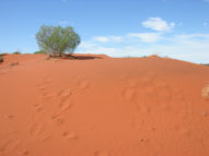 Red Sand Dunes beside the Lasseter Hwy