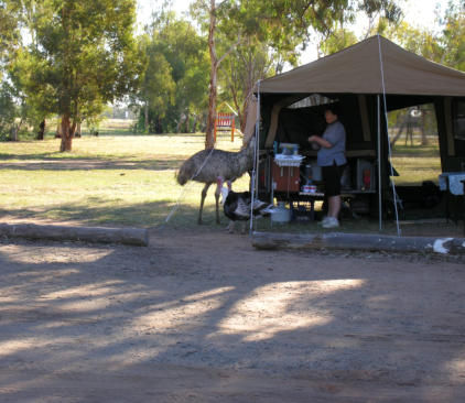 Fiona chats with emu at Riverside Caravan Park Nyngan